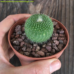 Eriocactus leninghausii var. albilanatus