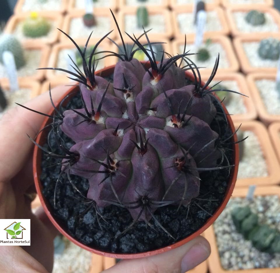 Eriosyce heinrichiana