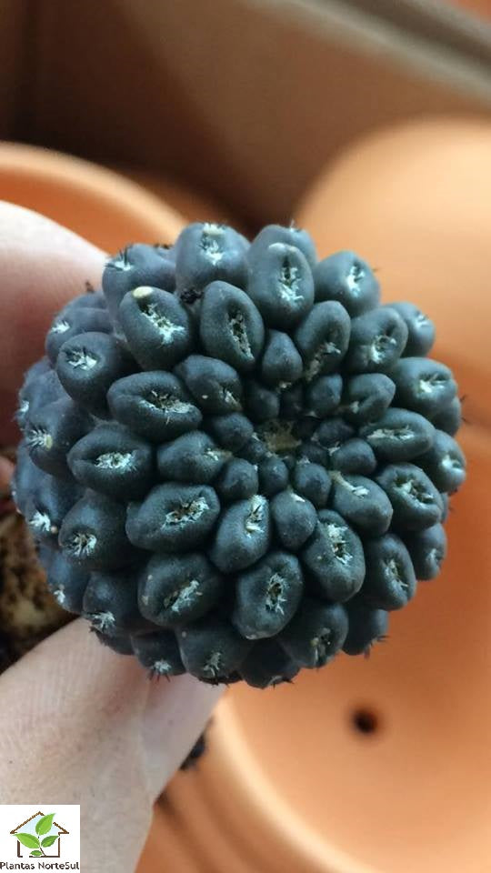 Eriosyce heinrichiana var.dimorpha