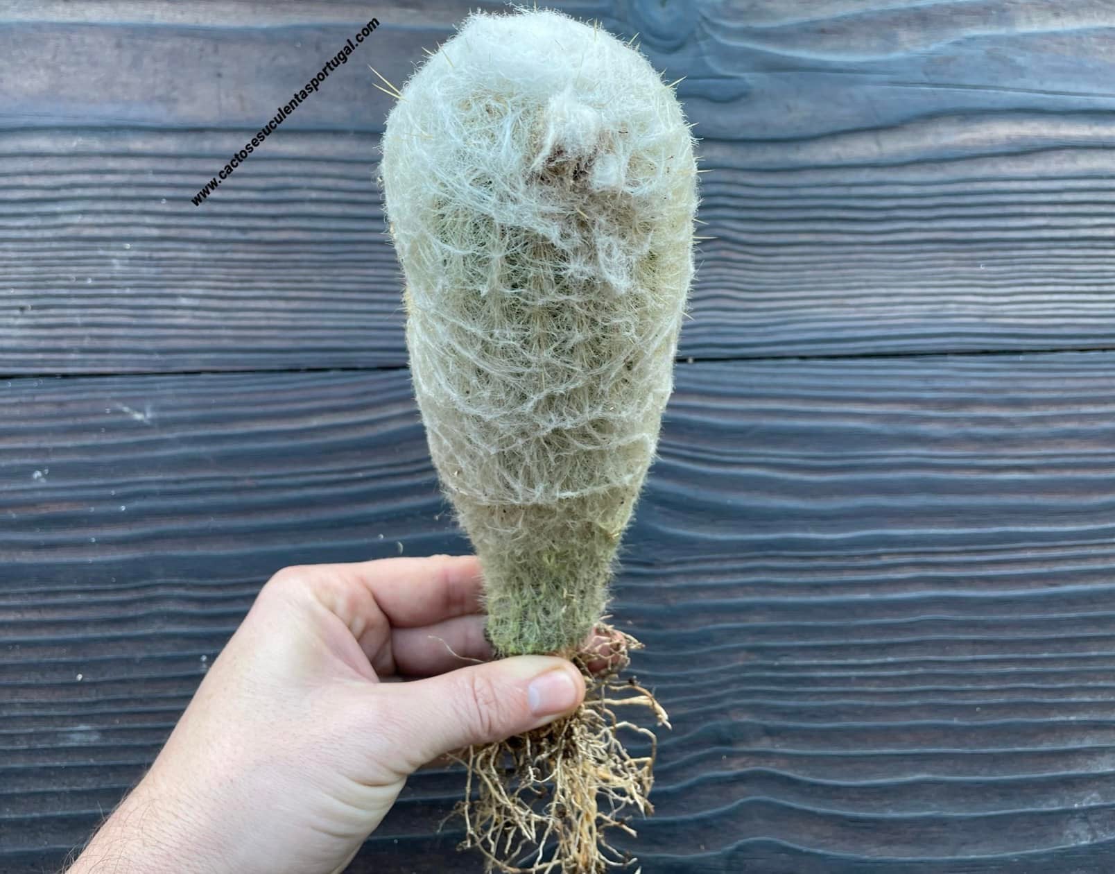 Espostoa nana