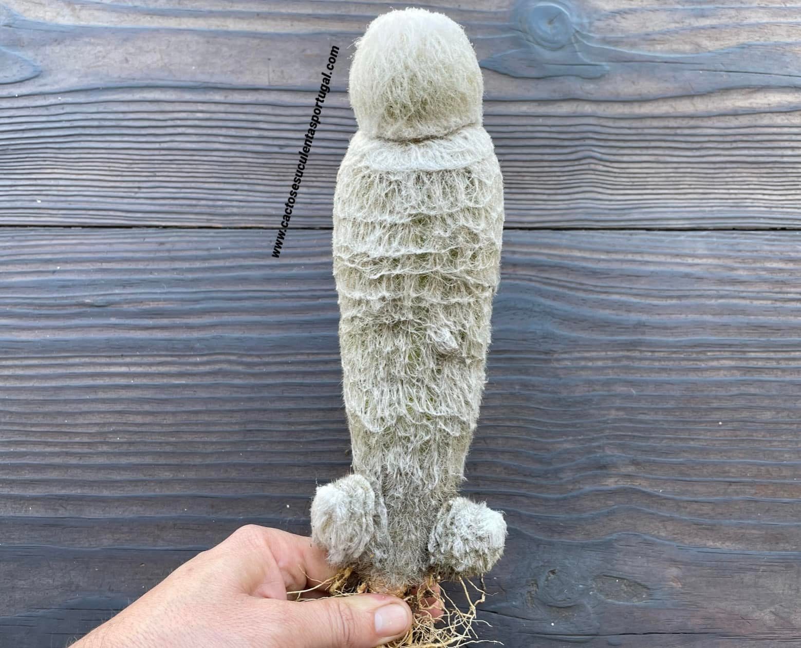 Espostoa nana (rare in this form)