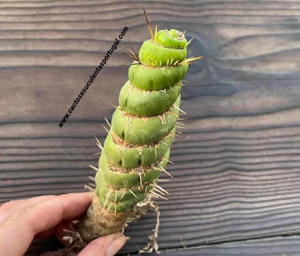 Eulychnia castanea spiralis (selten)