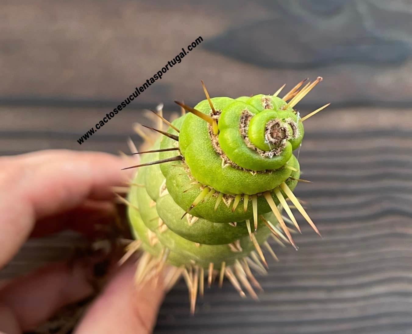 Eulychnia castanea spiralis (selten)