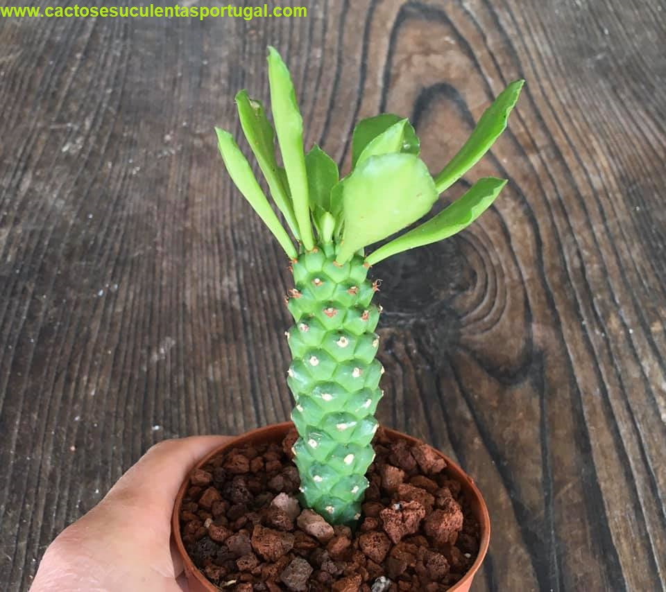Euphorbia Guentheri, "Monadenium Guentheri"
