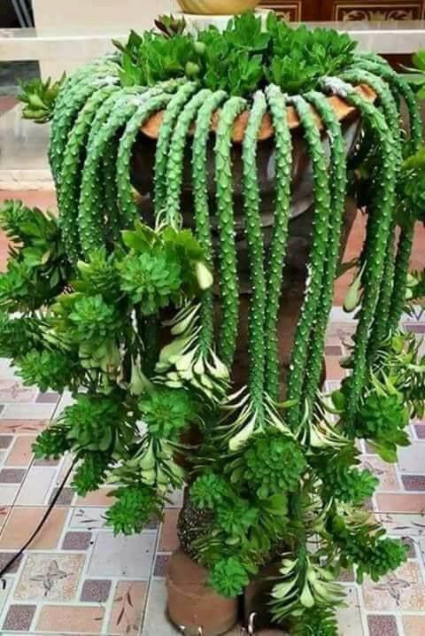 Euphorbia Guentheri, "Monadenium Guentheri"