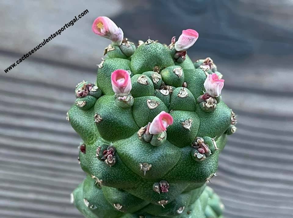 Euphorbia Monadenium Ritchiei
