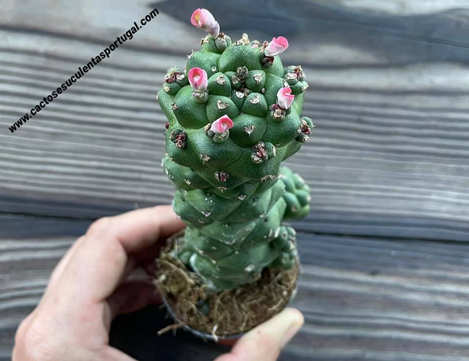 Euphorbia Monadenium Ritchiei