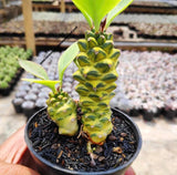 Euphorbia Monadenium Ritchiei Variegata