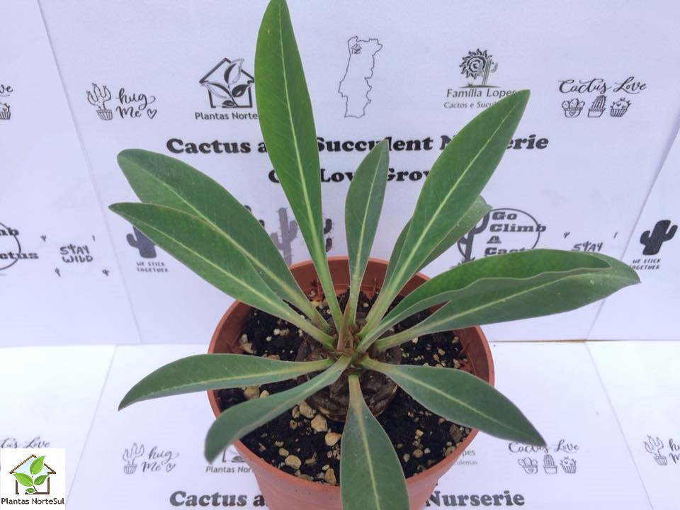 Euphorbia Bupleurifolia