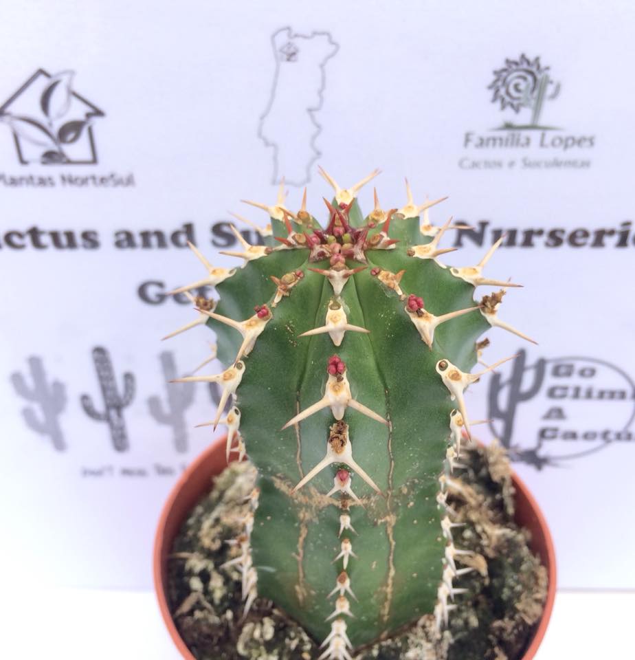 Euphorbia Echinus