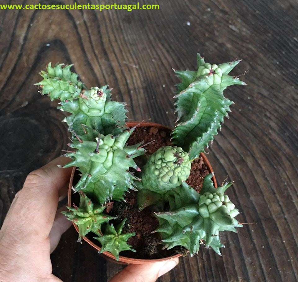 Euphorbia Horrida Monstruosa