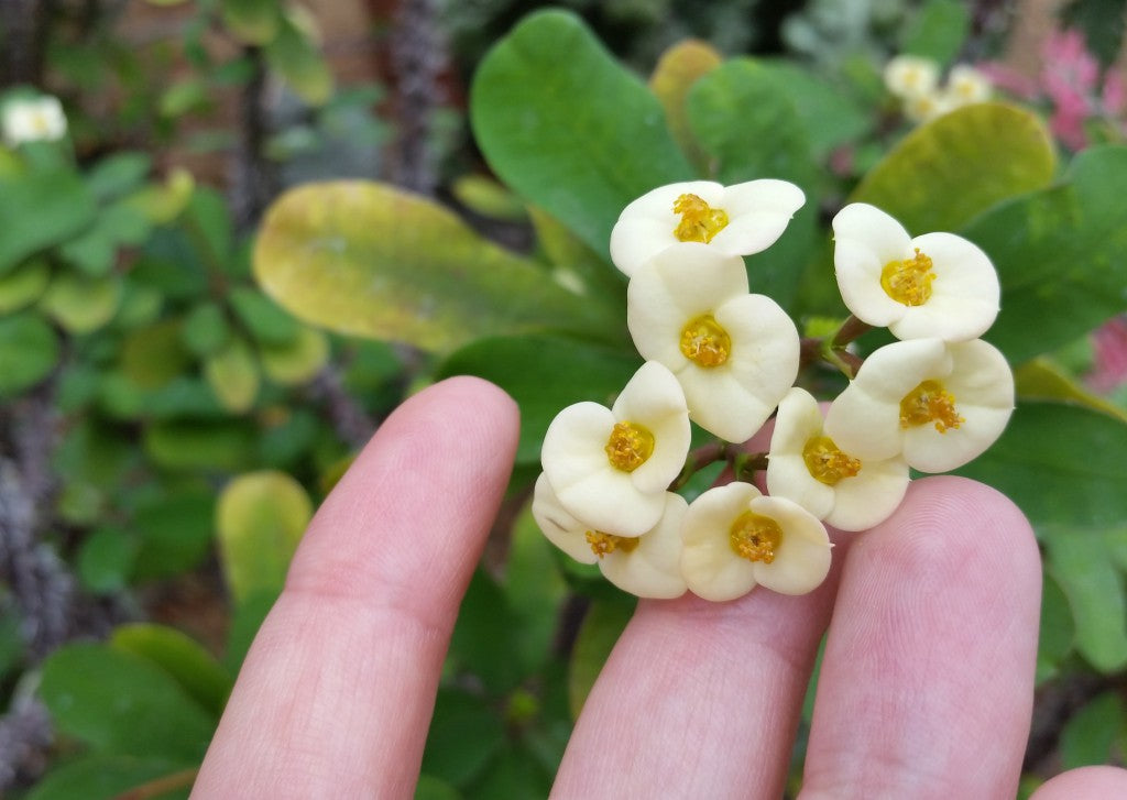 Euphorbia Milii f. Lutea