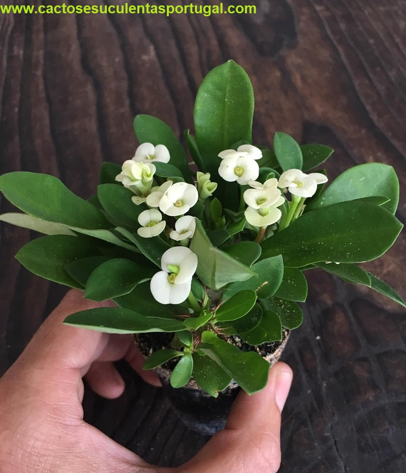 Euphorbia Milii f. Lutea