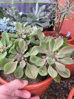 Euphorbia Monadenium Ritchiei
