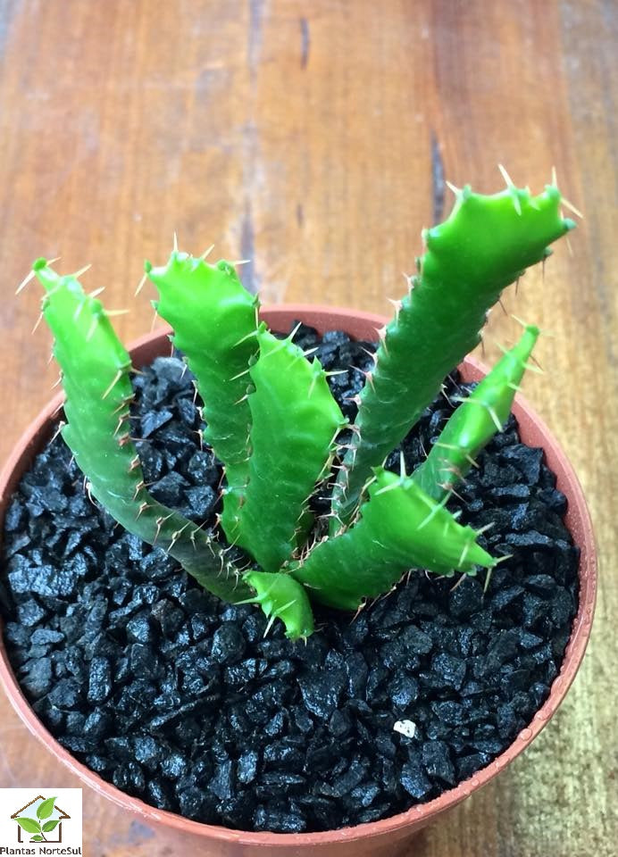 Euphorbia Stellata