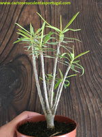 Euphorbia balsamifera 