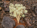 Euphorbia balsamifera 4-5 ramificações