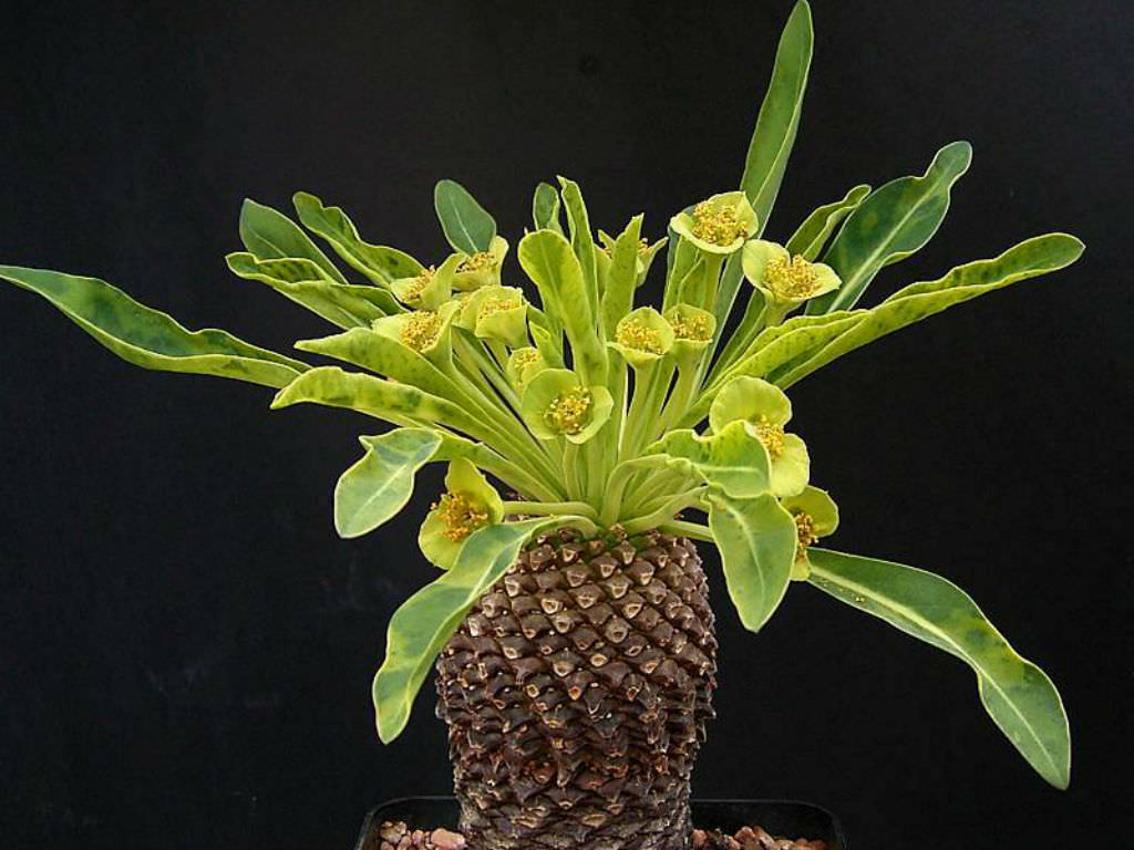 Euphorbia Bupleurifolia