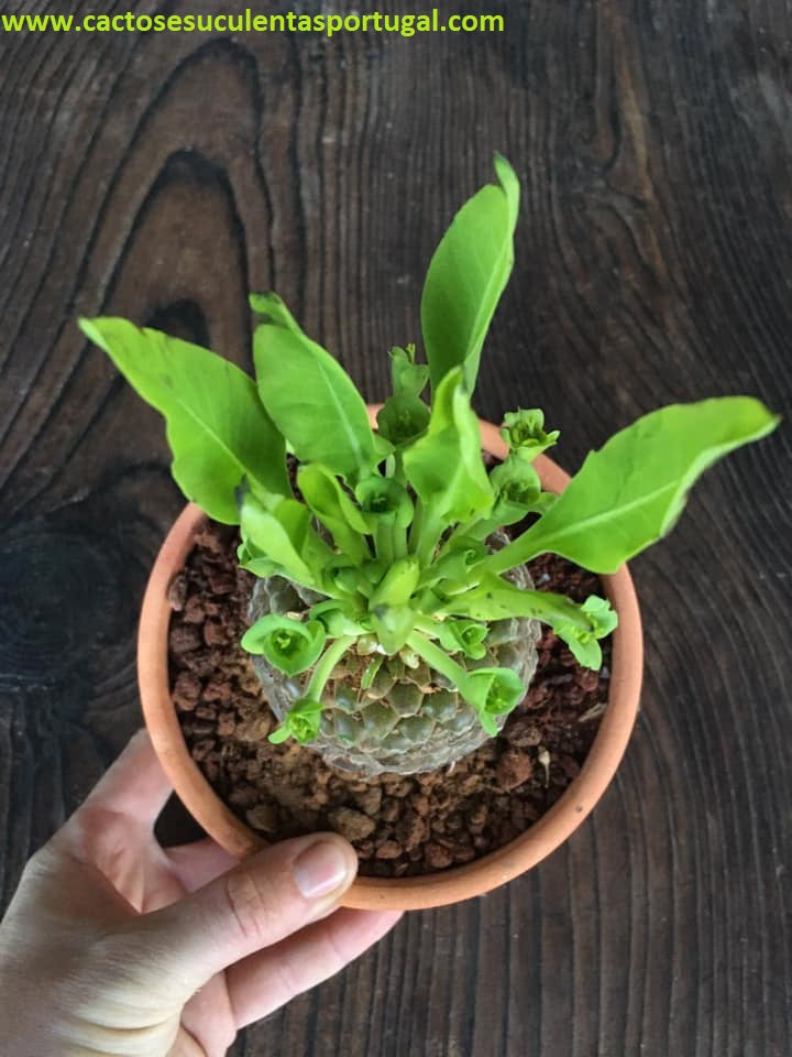 Euphorbia bupleurifolia