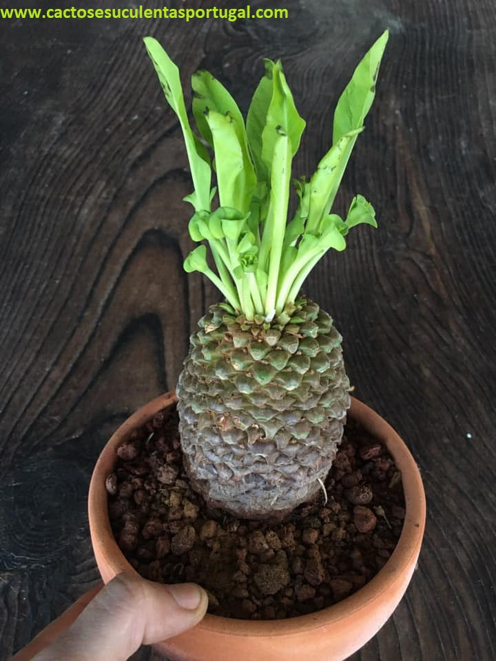 Euphorbia bupleurifolia