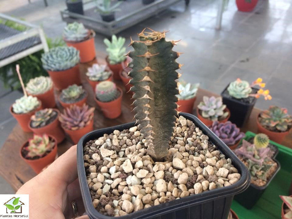 Euphorbia canariensis