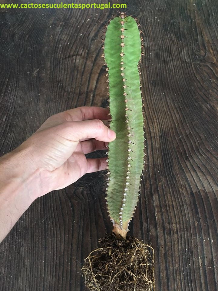Euphorbia canariensis