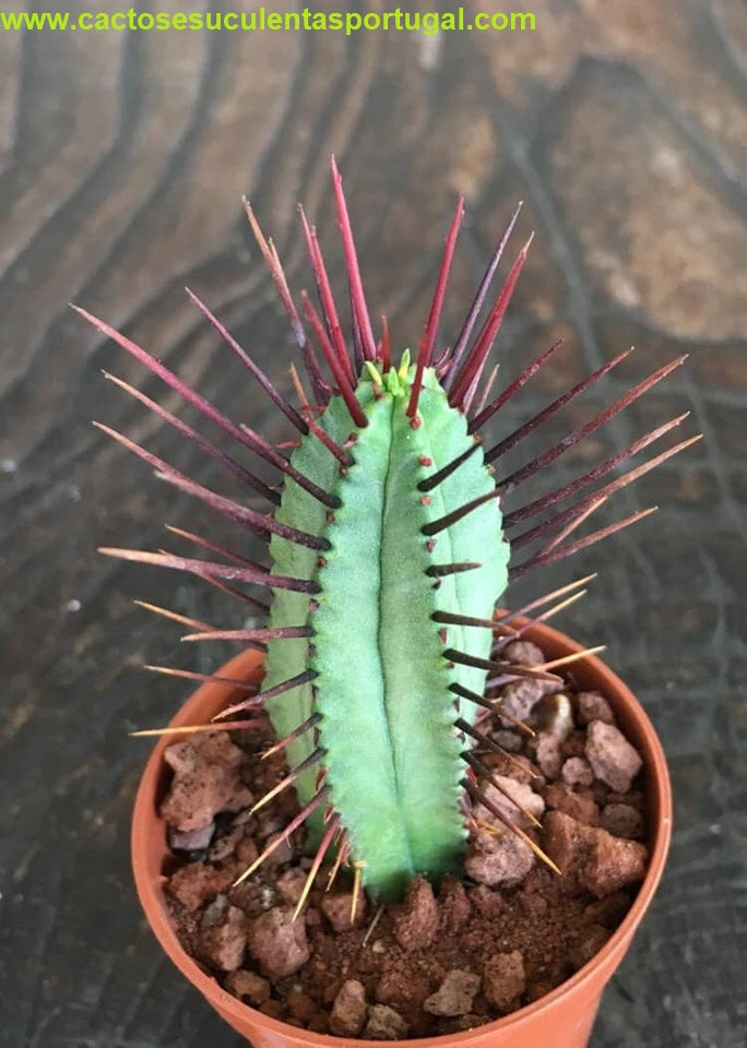 Euphorbia enopla
