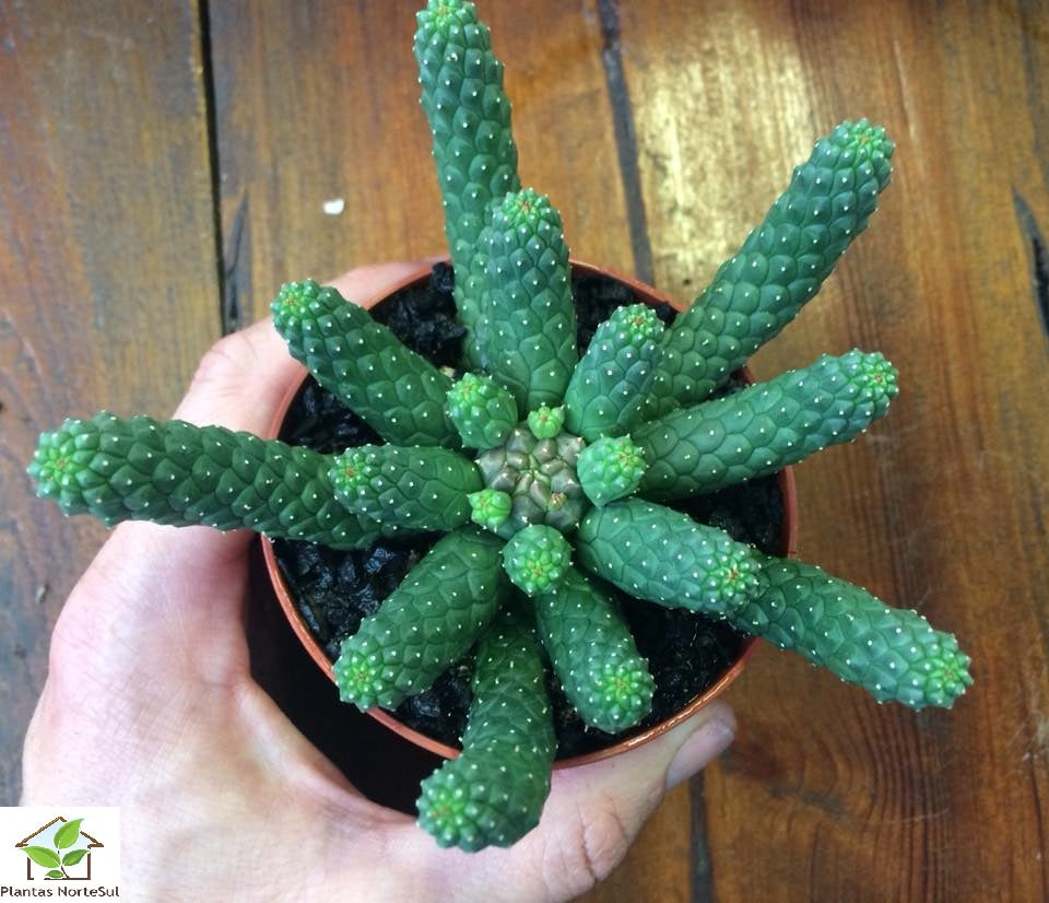 Euphorbia enermis