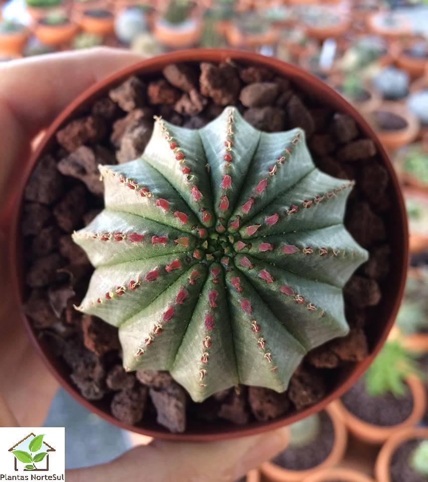 Euphorbia fimbriata
