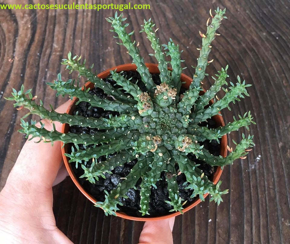 Euphorbia flanaganii