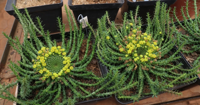 Euphorbia flanaganii