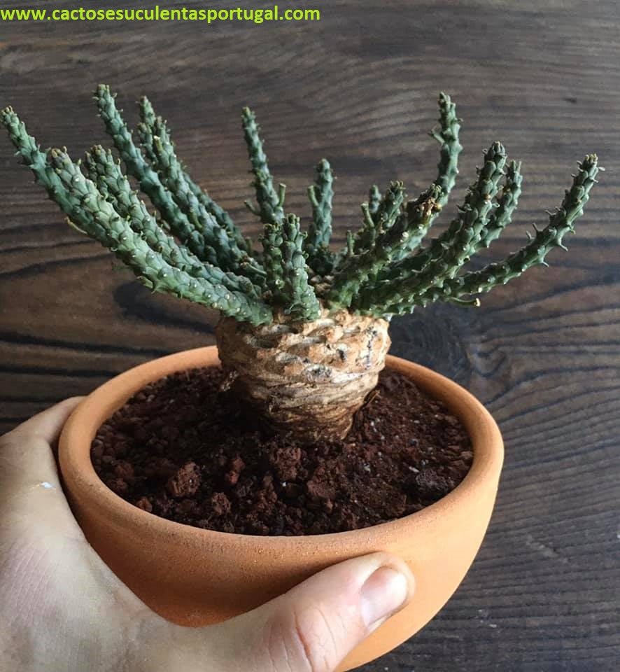 Euphorbia flanaganii form. caudex 