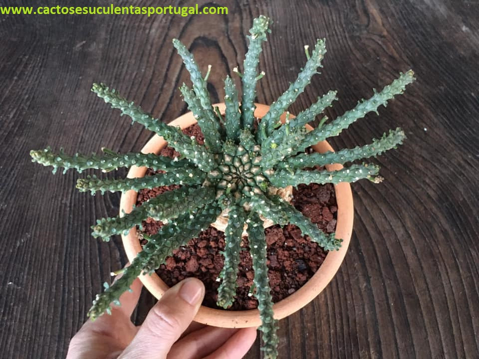 Euphorbia flanaganii form. caudex 