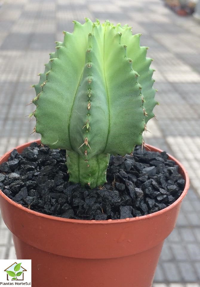 Euphorbia fruticosa inermis