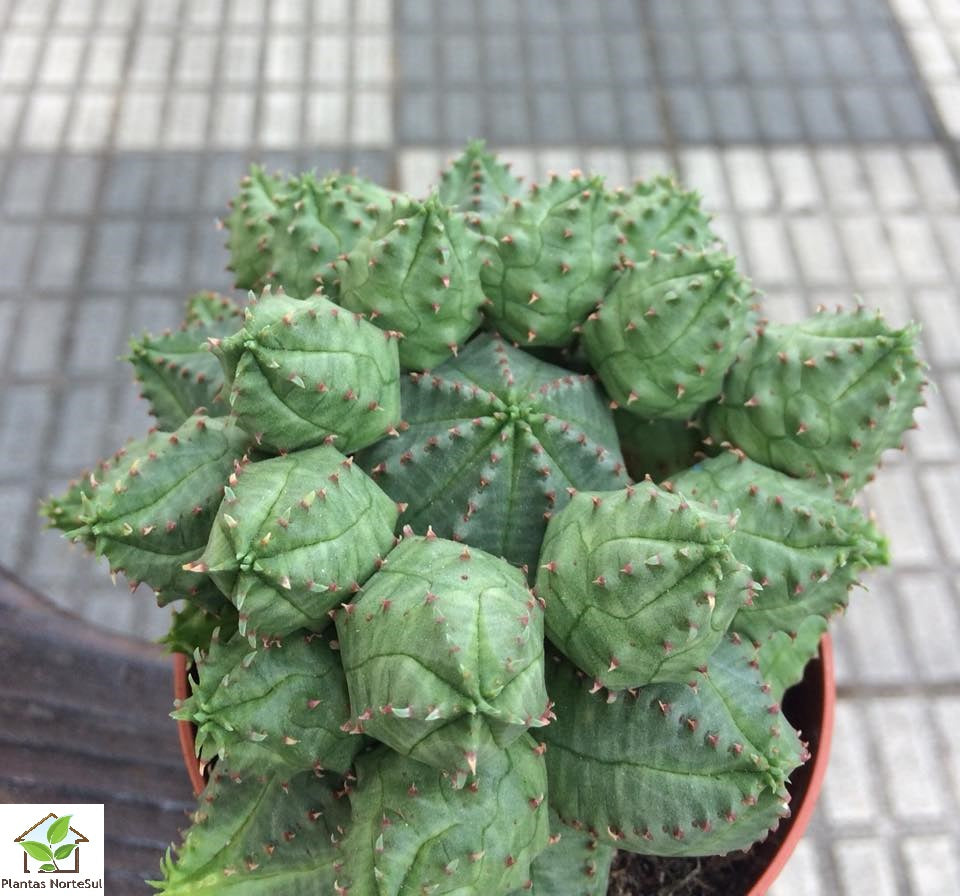 Euphorbia globosa