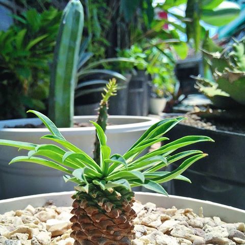 Euphorbia japonica