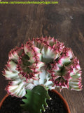 Euphorbia lactea form. cristata