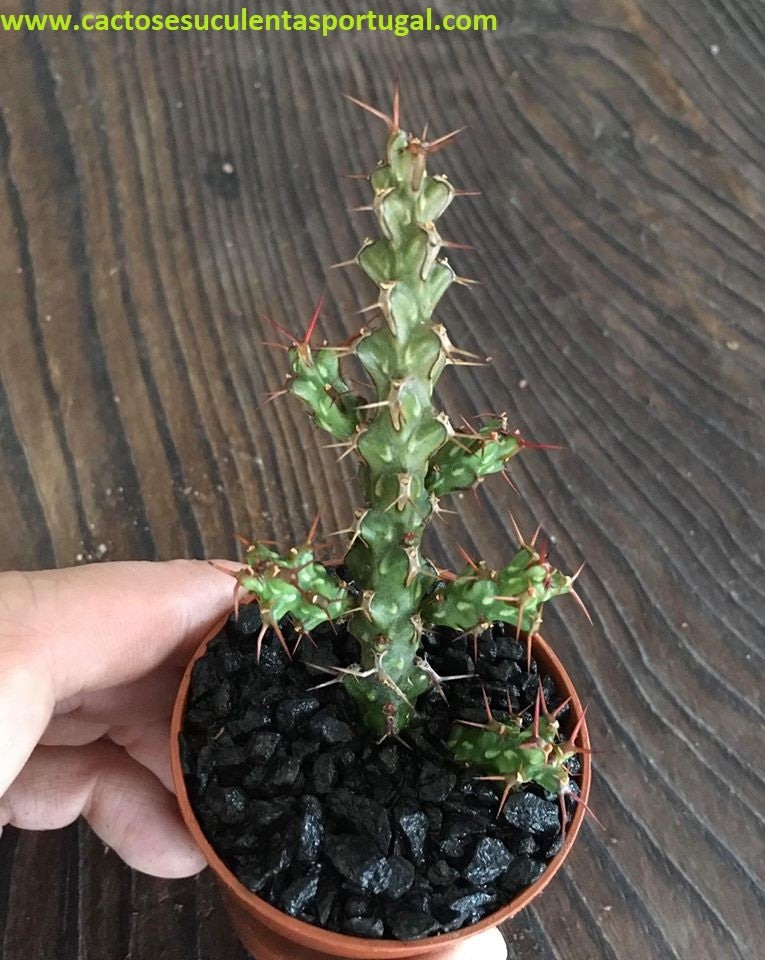 Euphorbia lenewtonii