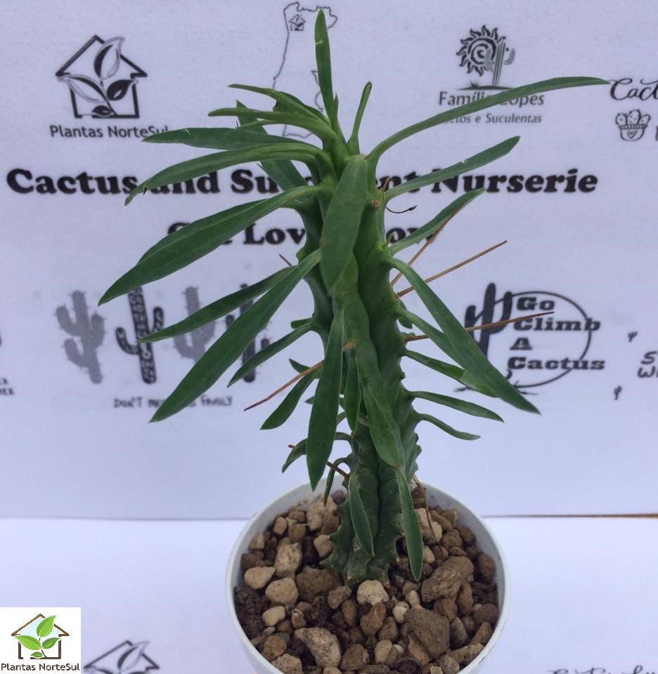 Euphorbia loricata