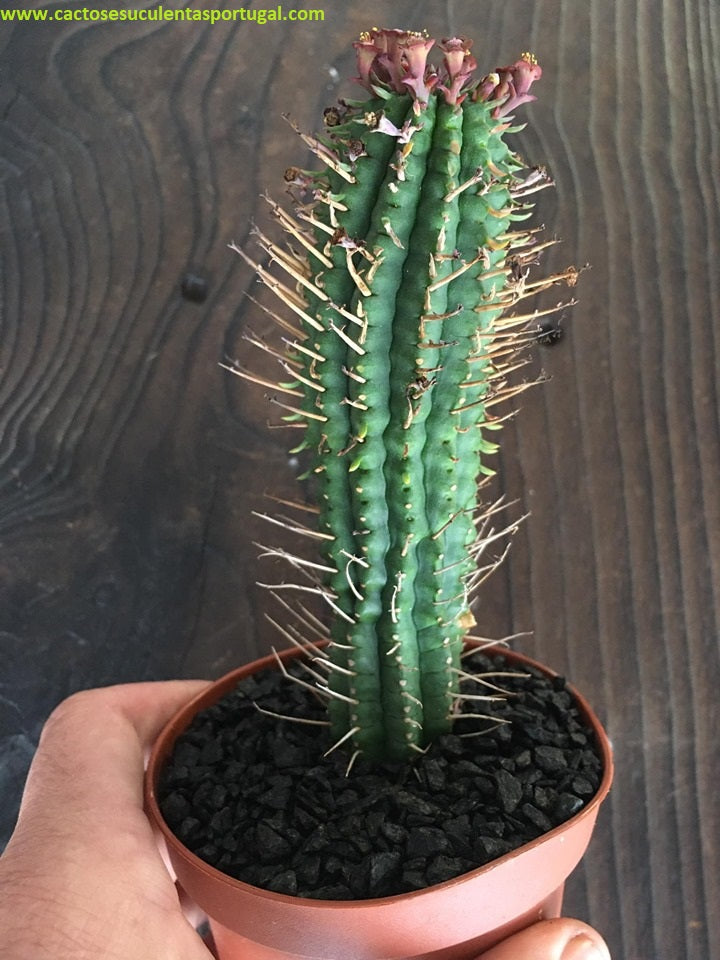 Euphorbia mammillaris flower