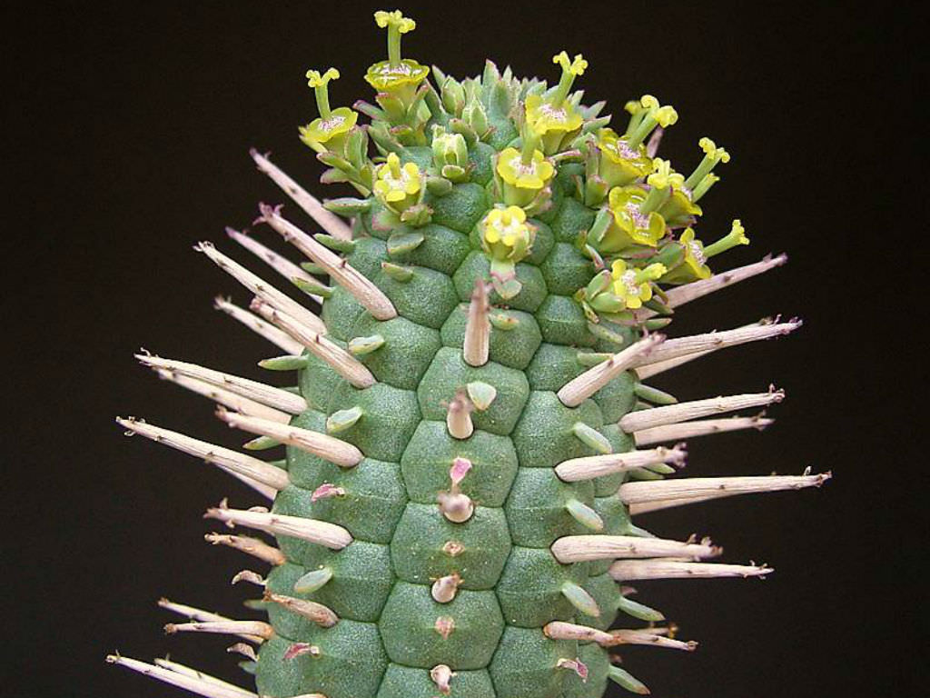 Euphorbia mammillaris