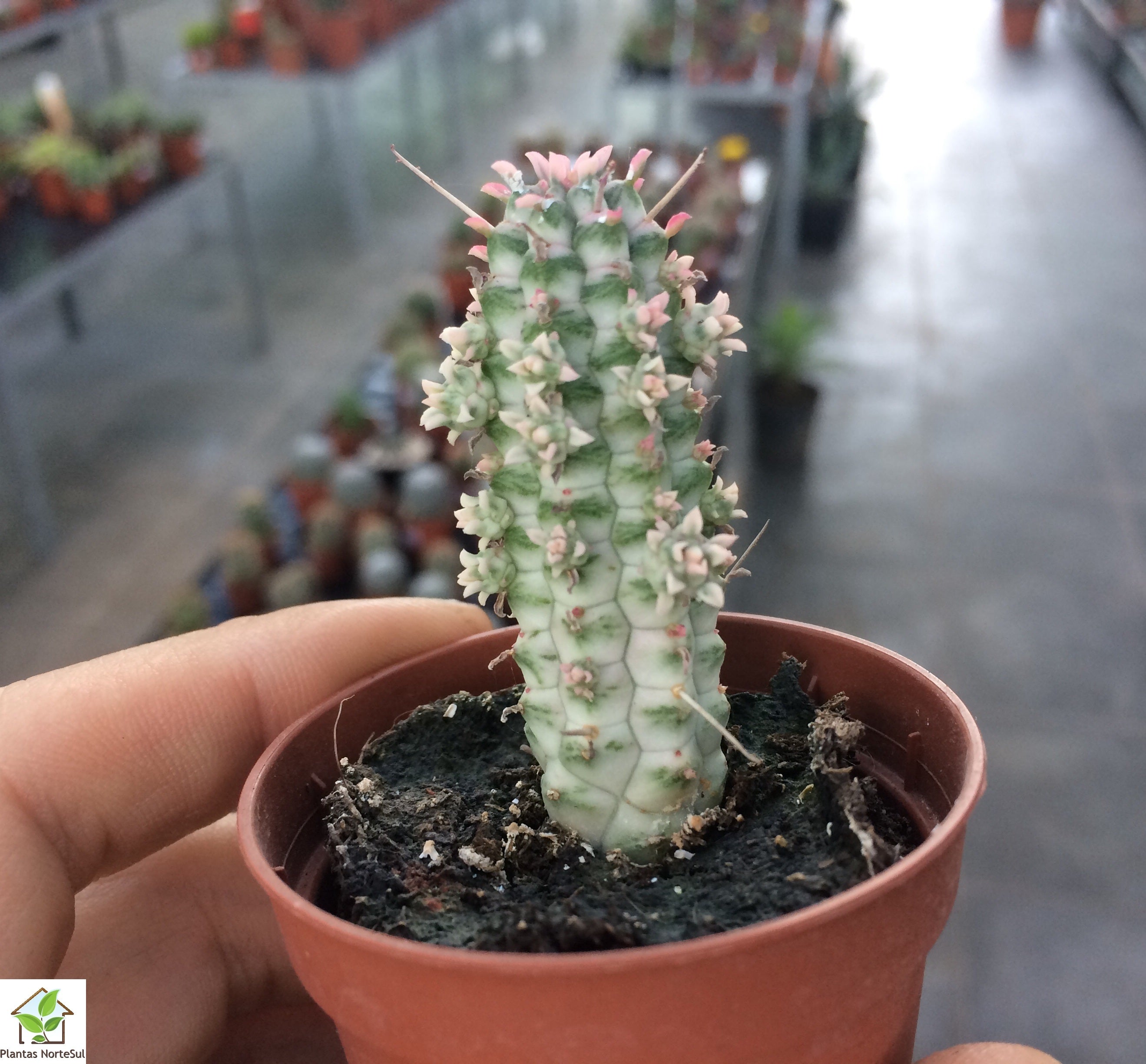 Euphorbia mammillaris variegata
