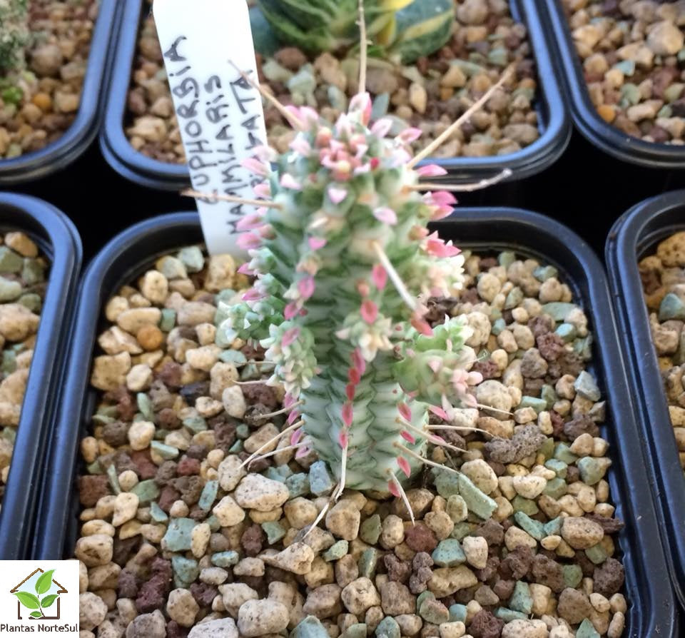 Euphorbia mammillaris variegata