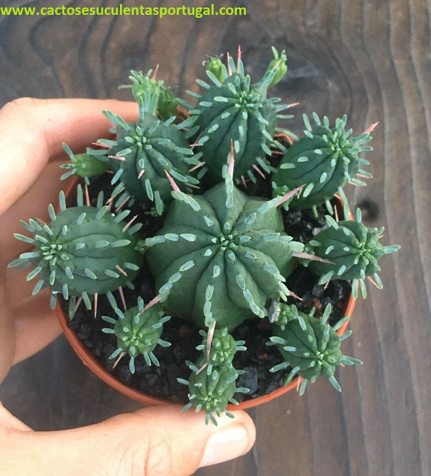 Euphorbia meloformis