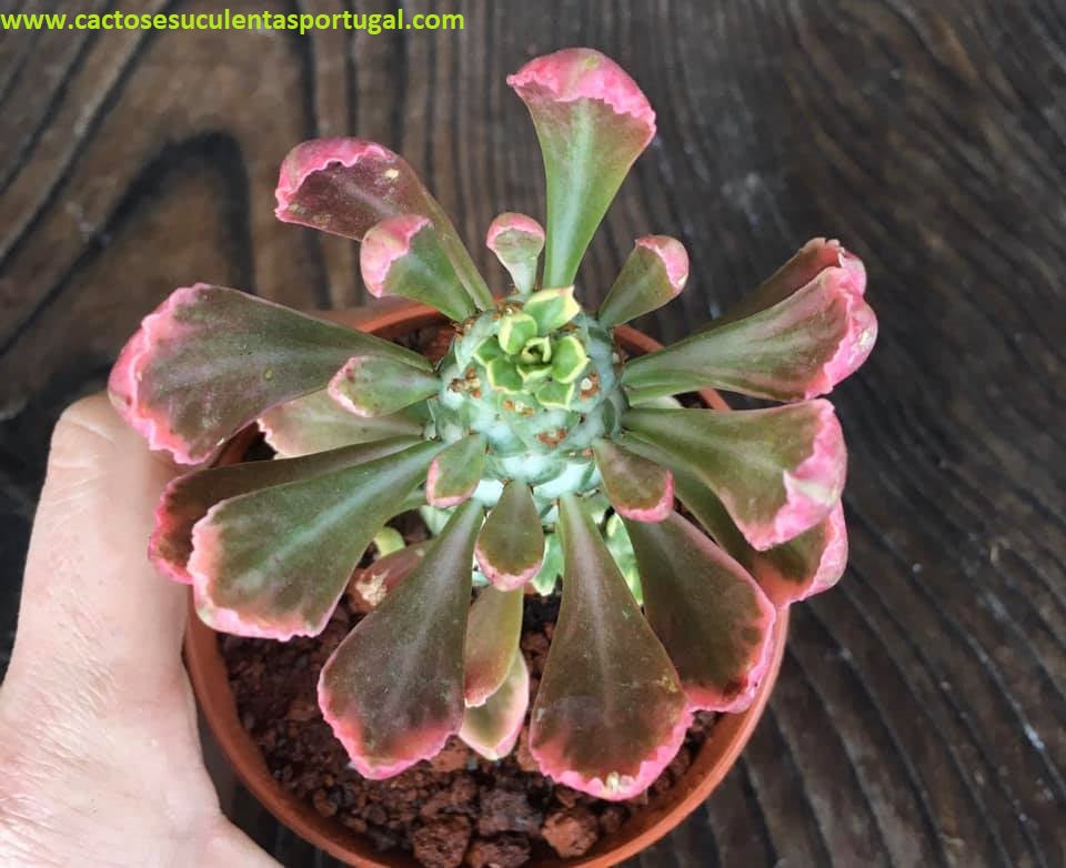 Euphorbia Monadenium Ritchiei Variegata