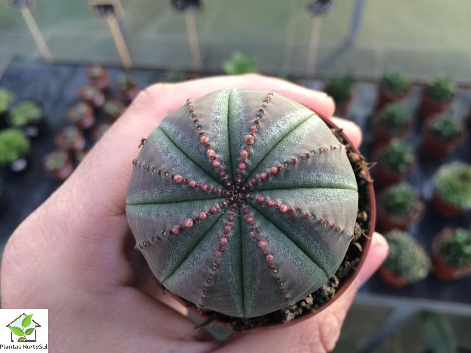 Euphorbia obesa