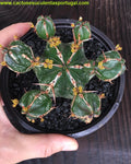 Euphorbia officinarum, extra ramificado