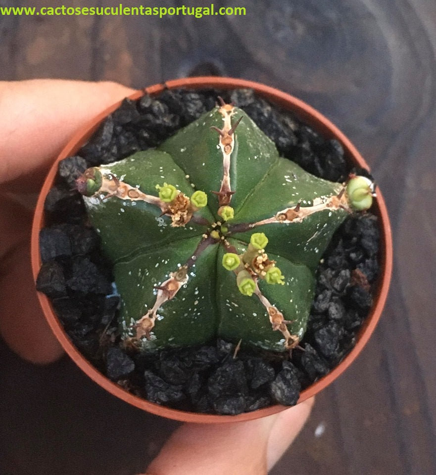 Euphorbia officinarum