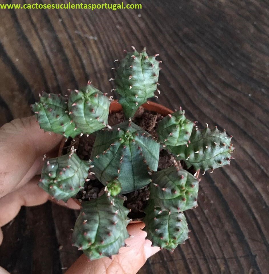 Euphorbia pseudoglobosa