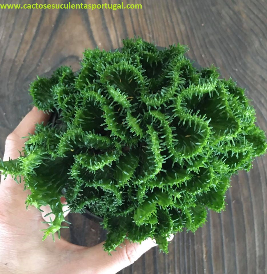 Euphorbia flanaganii form. cristata